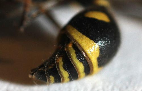 Réf. 335 061 : Eumenes sp.